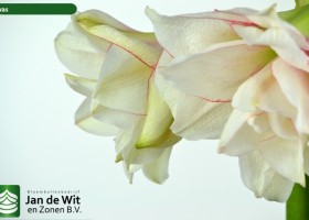 hippeastrum Elvas ® (2)